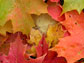 Image of maple leaves on the ground with their fall colors.