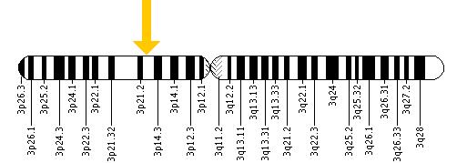 The CTNNB1 gene is located on the short (p) arm of chromosome 3 at position 21.