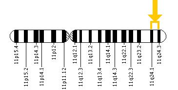 The FLI1 gene is located on the long (q) arm of chromosome 11 between positions 24.1 and 24.3.