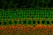 A targeted mutation in the Fgf8 gene results in a disruption in the development of pillar cells (red).