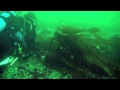 Scuba Divers Catalogue Aquatic Life