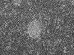 Phase image of cell line BG01
