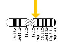 The CEBPA gene is located on the long (q) arm of chromosome 19 at position 13.1.