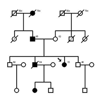 Simplified Pedigree