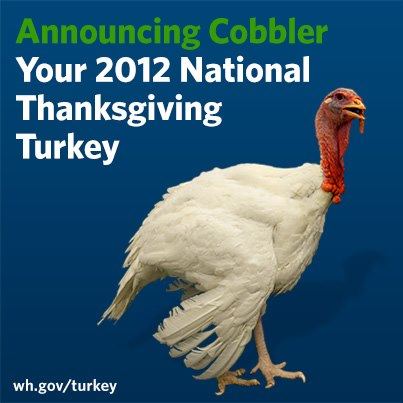 Image description: President Obama &#8220;pardoned&#8221; Cobbler the turkey during today&#8217;s National Thanksgiving Turkey Presentation.
Cobbler was born in Rockingham Country, Virginia and weighs over 40 pounds. He craves cranberries, is known for his strut, and enjoys the music of Carly Simon.
After the event, Cobbler will travel to George Washington’s Mount Vernon Estate and Gardens. He will reside in a custom-made enclosure at Mount Vernon’s nationally recognized livestock facility.
If you want to learn more about the origin of the turkey pardon, read the White House&#8217;s Definitive History of the Presidential Turkey Pardon.