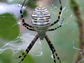 Photo of a banded garden spider waiting for prey to become entangled in its web.