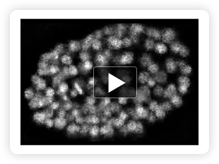 Labeling Cell Nuclei in a Developing C. Elegans Embryo
