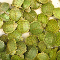 A group of small grren turtles. Photo courtesy Istock.