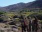 Photo of spiny shrubs in foreground, mountains in background, in Chile's Bosque de Fray Jorge Park.