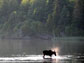 Photo of a moose in the water on the shoreline of Isle Royale.