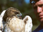 Photo of Professor James Hewlett with a red-tailed hawk in hand.