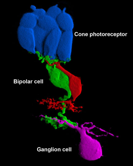 Retinal Neurons