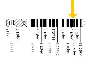The SERPINA1 gene is located on the long (q) arm of chromosome 14 at position 32.1.