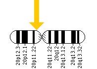 The CST3 gene is located on the short (p) arm of chromosome 20 at position 11.21.