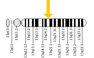 The ITM2B gene is located on the long (q) arm of chromosome 13 at position 14.3.