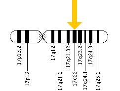 The NOG gene is located on the long (q) arm of chromosome 17 at position 22.