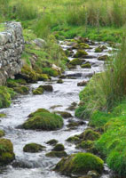 photo of a stream running thgouh a wooded area