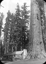 [View of a] Sequoia gigantea [growing] beside [a] cabin, Mariposa Grove, [Yosemite National Park], California