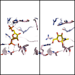 PFK1 enzyme (left) and a specific sugar attached to PFK1 in cancer cells (right). Credit: Linda Hsieh-Wilson, California Institute of Technology.