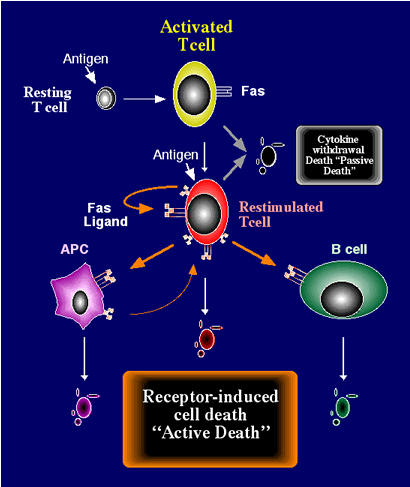 Receptor-induced cell death "Active Death"