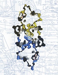 PKM2 enzyme