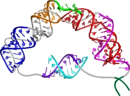 Model representation of telomerase's RNA 'core domain'