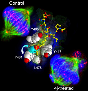 PBD inhibitor figure