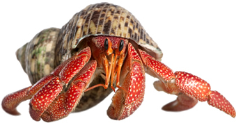 Hermit Crab