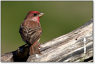 Finch sitting on a branch