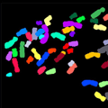 Color-Coded Chromosomes