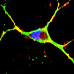 Mouse neuron showing mitochondria (red and green) and nucleus (blue). Credit: McMurray lab.