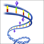 Chemical tags (purple diamonds) attached to a DNA. Credit: NIGMS.