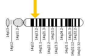 The PNP gene is located on the long (q) arm of chromosome 14 at position 13.1.