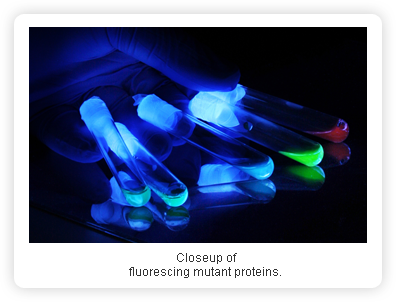 Closeup offluorescing mutant proteins.