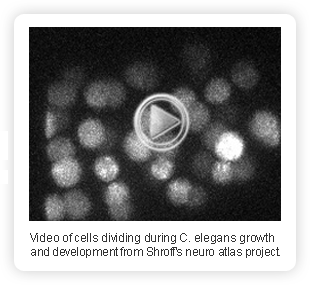 Video of C. elegans development.