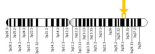 The BCHE gene is located on the long (q) arm of chromosome 3 between positions 26.1 and 26.2.