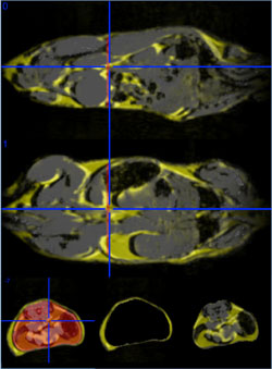 MRI images of mice demonstrating the detection of body fat
