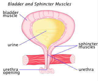 Bladder and sphincter muscles including urethra, bladder muscle, sphincter muscles, urethra opening and urine