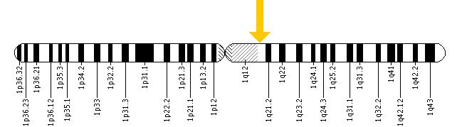 The PKLR gene is located on the long (q) arm of chromosome 1 at position 21.