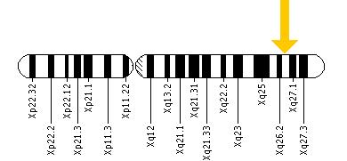 The SLC9A6 gene is located on the long (q) arm of the X chromosome at position 26.3.