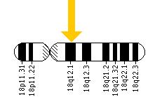 The DSG4 gene is located on the long (q) arm of chromosome 18 at position 12.1.