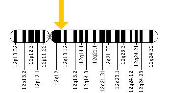 The KRT83 gene is located on the long (q) arm of chromosome 12 at position 13.