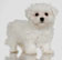 A Maltese puppy. Image courtesy Jupiter Images