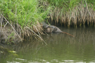 FlandreauSanteeSiouxTribe_Otter_320x213.png