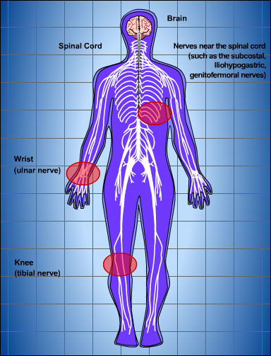 The brain and spinal cord make up the central nervous system.. It is through the spinal cord that information flows from these nerves to the brain and back again.