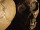 Images of the top and front of hominin skulls.