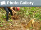 Photo of a hunter enlarging a burrow and his dog at other burrow end and the words Photo Gallery.