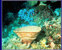 Underwater photo of a coral reef