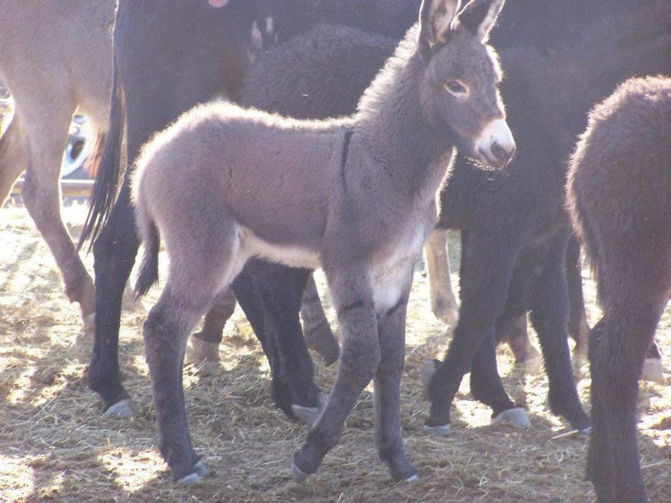 Image description:
From the Bureau of Land Management (BLM):


Nothing’s cuter than a baby burro.
See more burro pics on the Bureau of Land Management California Facebook page!


Learn more about BLM wild horse and burro program.