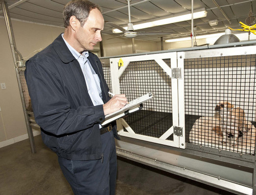 Animal Care inspector Bob Markmann conducts an inspection at a commercial dog breeding facility.